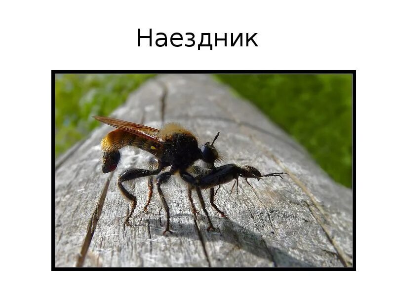 Паук наездник. Оса наездник и паук. энтомофаги наездники. наездник на пауке. презентация наездники.