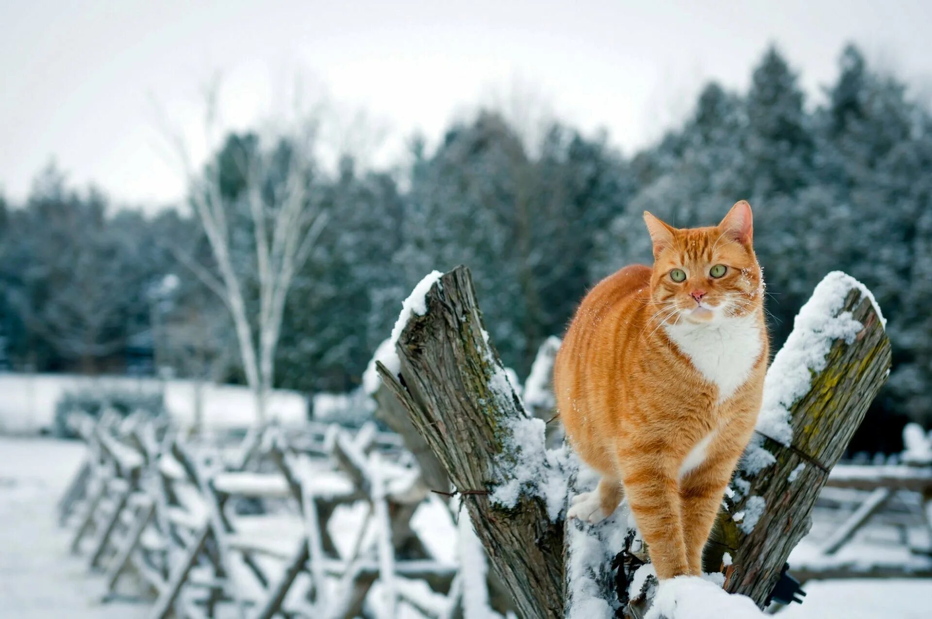 Кот ждет весну. Кошки зимой. Рыжий кот зимой. Кот в снегу. Красивые кошки зимой.