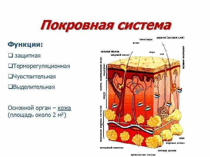 Функции покровной системы органов человека