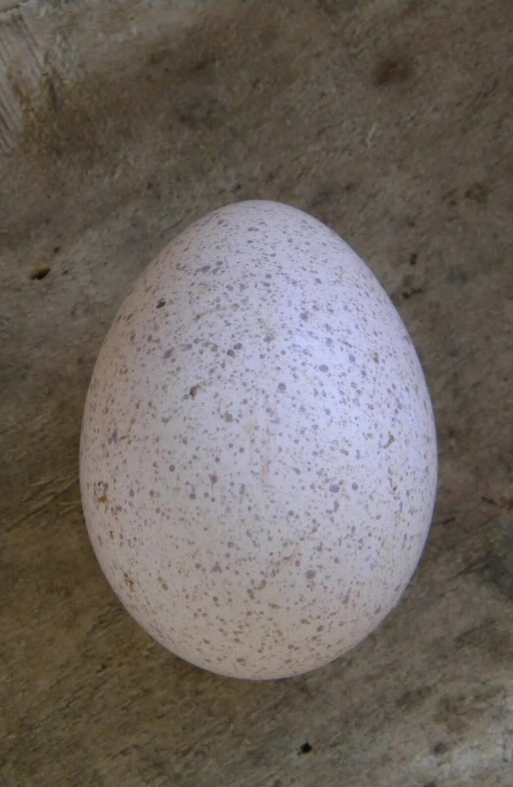 Куплю биг 6 яиц. Яйцо инкубационное индюшиное Биг 6. Яйцо инкубационное индюшиное. Яйца инкубационное индаутинное. Инкубационное яйцо индейки Биг 6.