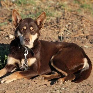 Red Kelpie Puppy Names - Puppy And Pets.