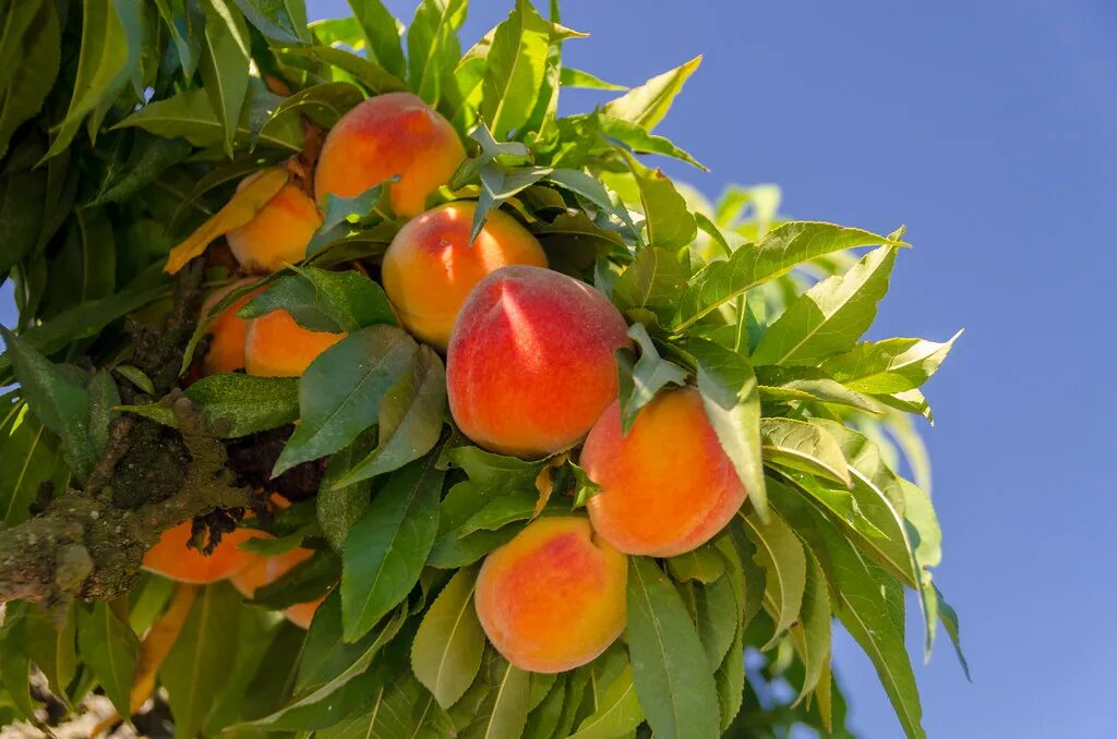 Peach tree