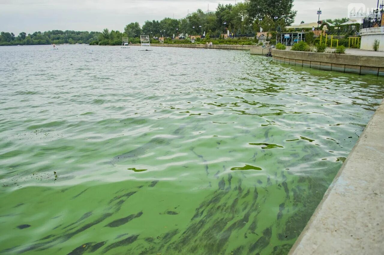 Почему позеленела вода. Зеленая вода реки Днепр. Загрязненная река Днепр. Днепр цветет. Цветение воды.