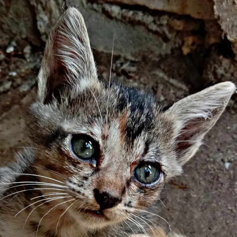 Прибавь коте