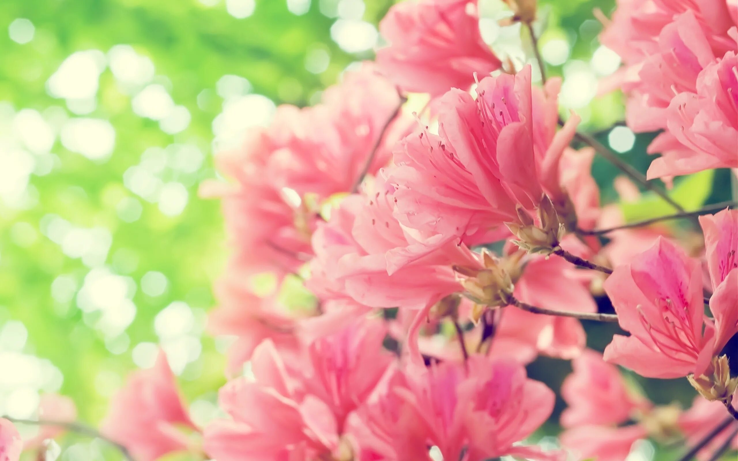 Розовые цветы. Весенние цветы. Цветочный фон. Фон для рабочего стола цветы.