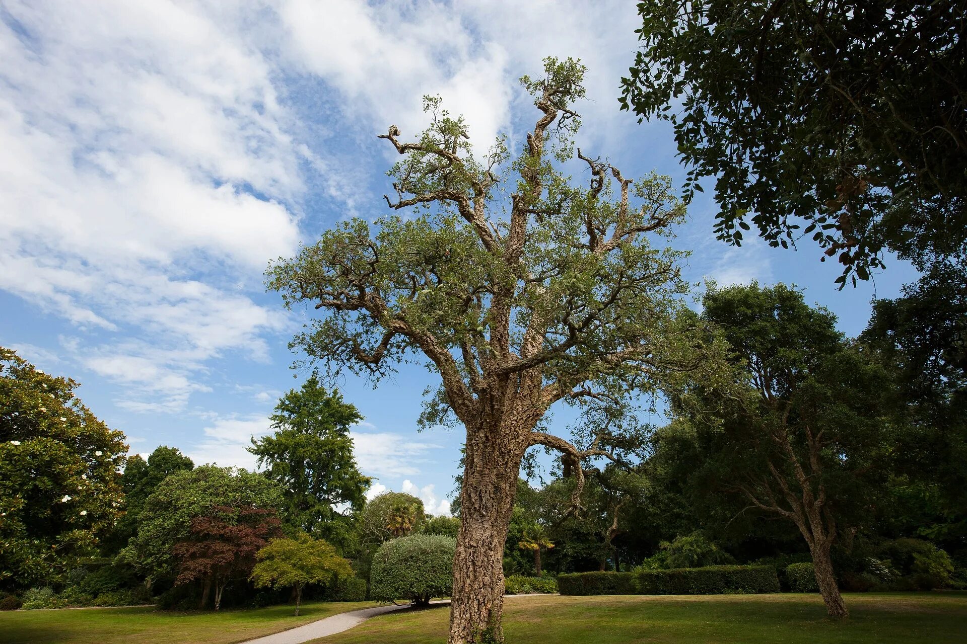 Quercus дуб пробковый. Каменный дуб Португалия. Пробковый дуб в Португалии. Вечнозеленый дуб Испании. Natural oak