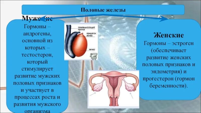 Большие половые железы. Мужские и женские половые железы. Половые железы мужские и женские гормоны. Гормоны мужских половых желез.