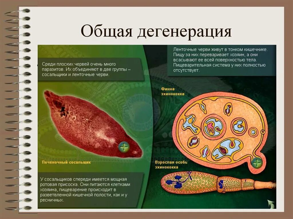 Общая дегенерация. Общая дегенерация червей. Общая дегенерация паразитических червей. Общая дегенерация ленточных червей.