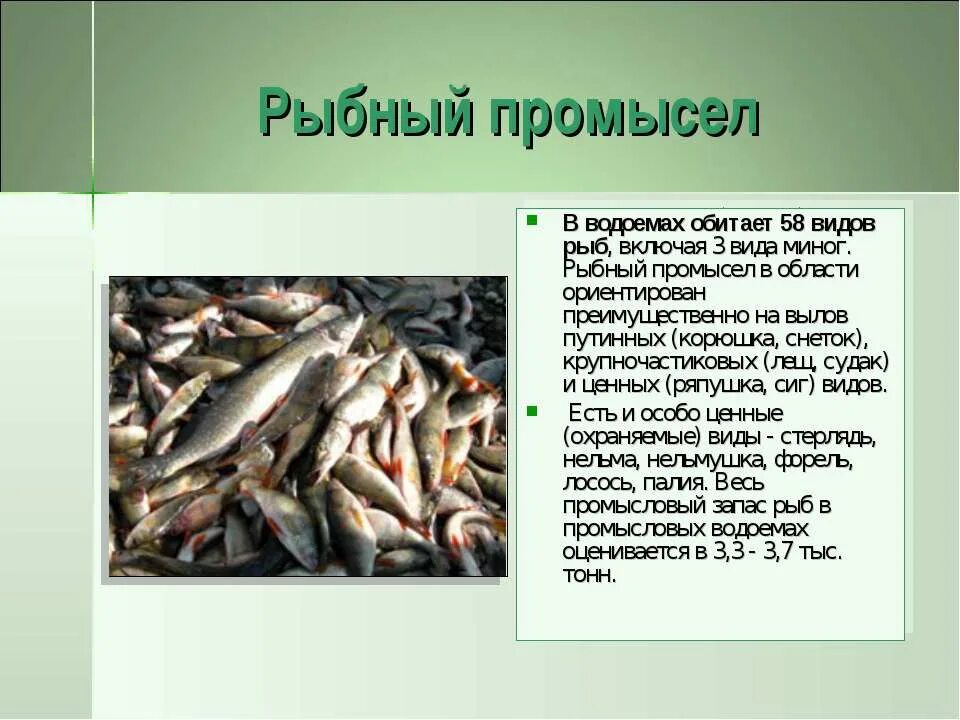 Сообщение на тему промысел рыб. Промысловые животные рыбы. Презентация на тему рыболовство. Презентация рыбы нашего края. Включи рыбу 3