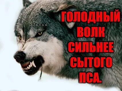 Голодный волк предложение