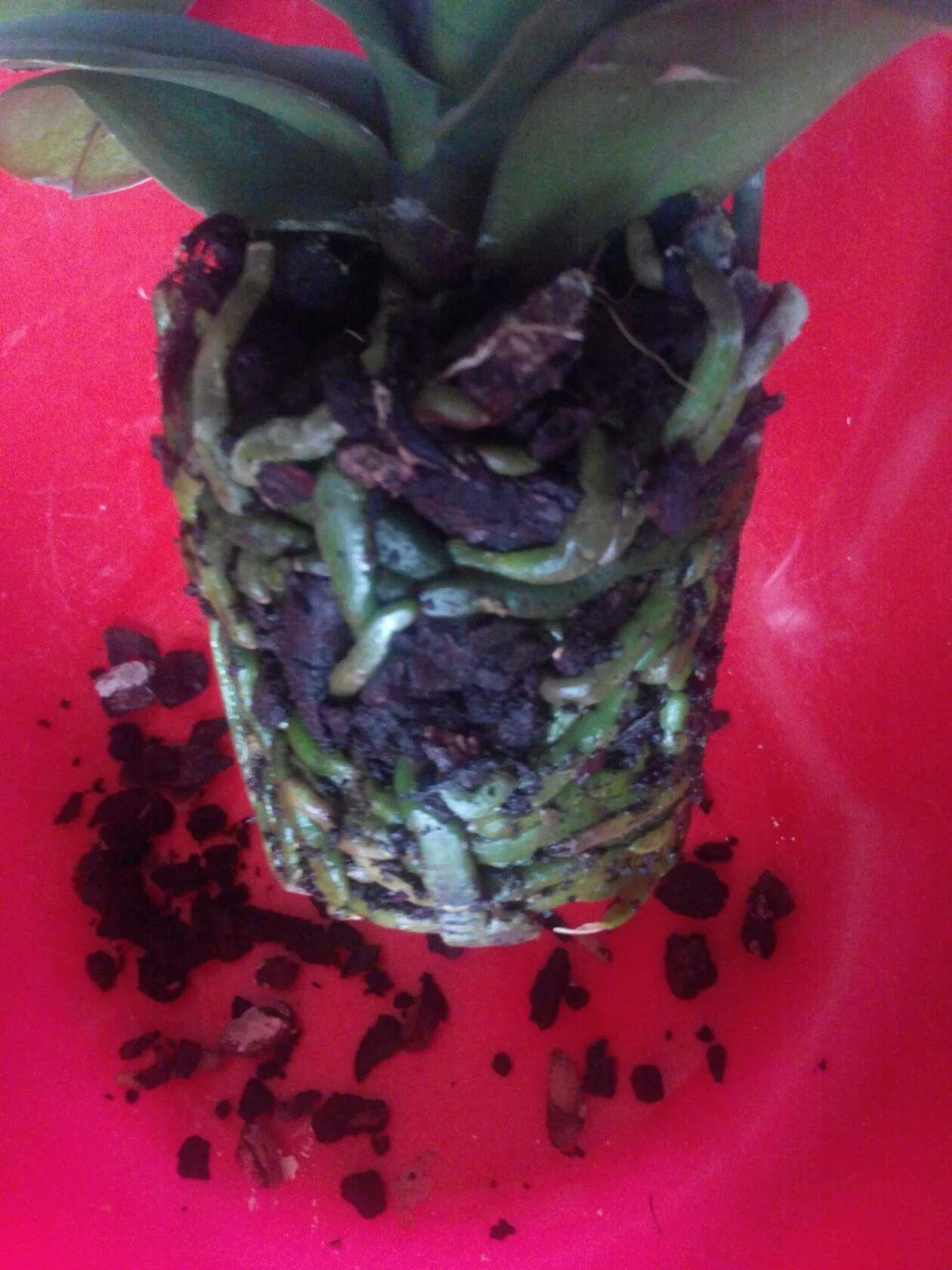 Орхидея фаленопсис отцвела. Фаленопсис корни полив. Каттлея отросток. Орхидея фаленопсис корни пересадить. Пересадка орхидеи когда поливать.