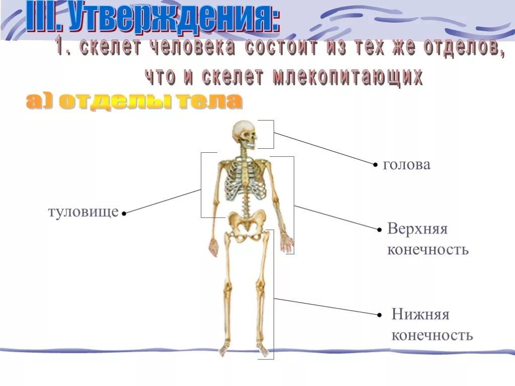 Отделы скелета. Из чего состоит скелет человека. Скелет человека состоит из отделов. Отделы тела туловище.
