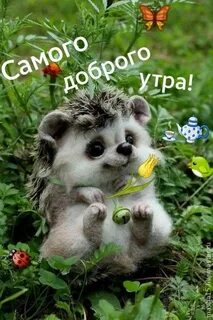 Добрые утры картинки