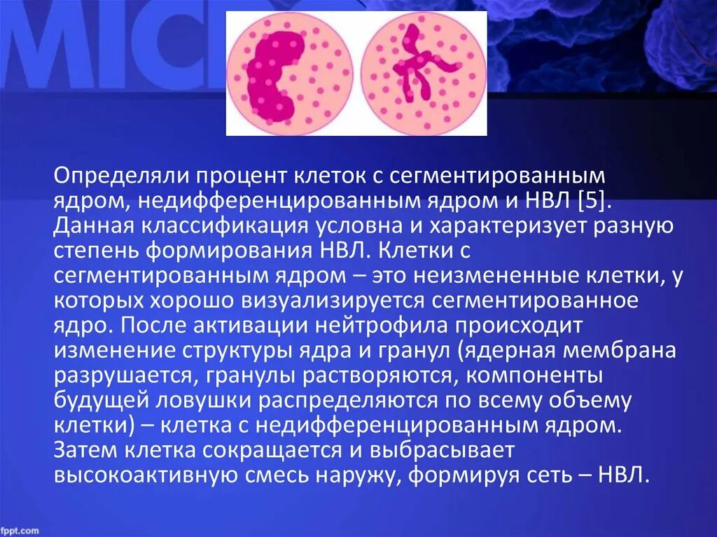 Б содержит недифференцированные клетки. Клетки с сегментированным ядром. Нейтрофильные внеклеточные ловушки. Недифференцированные клетки. Недерефенцированныеклетки.