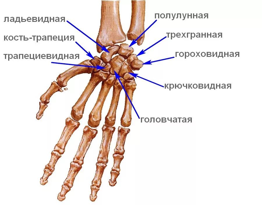 Что делает кости сильными