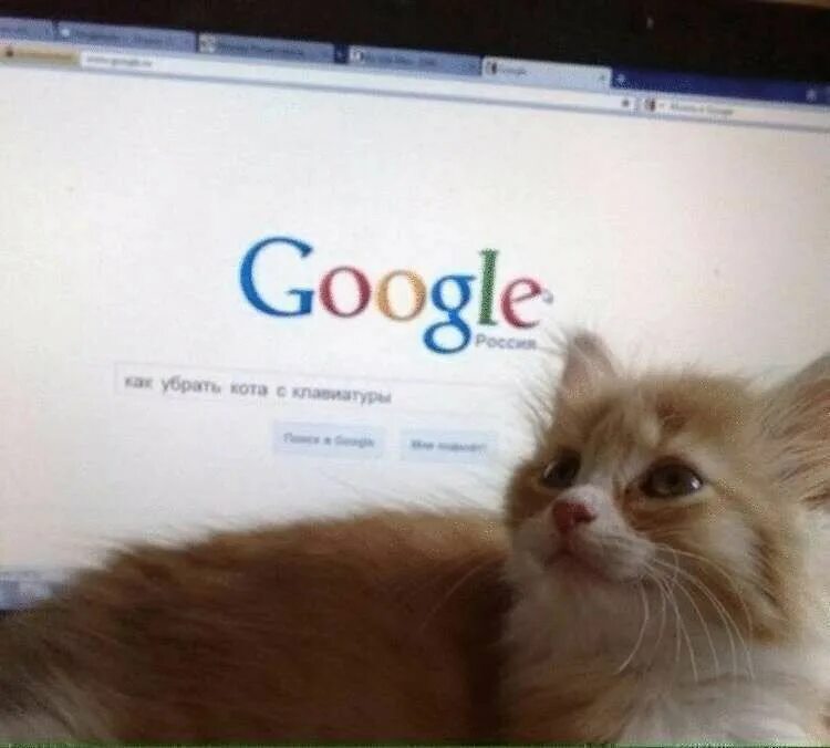 Хорошо установлю. Кот гуглит. Google котики. Кот гуглит Мем. Котик окей.