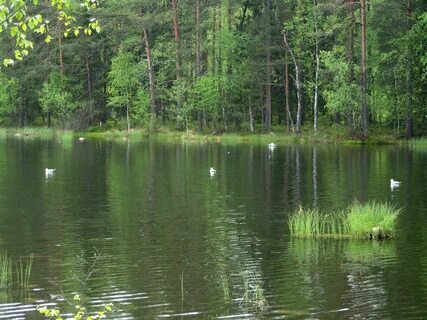 Тарасовское ленинградская область