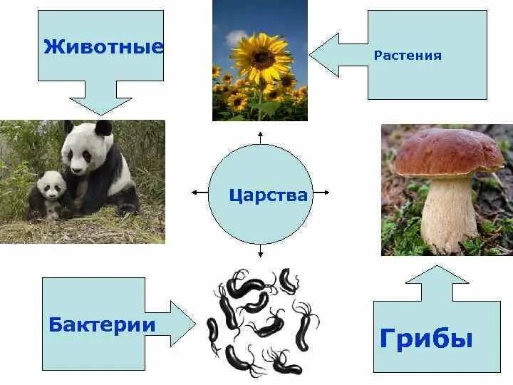 Животные растения грибы. Пищевая цепочка растений и животных. Цепочка питания растений. Бактерии растения животные. Грибы растения животные что лишнее