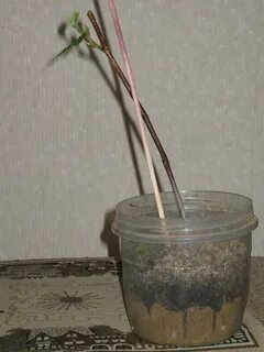 Кислота для укоренения черенков