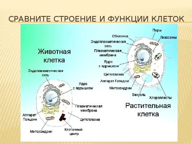 Растительная клетка строение и функции. Клетки строение сравнить. Функции каждого органоида клетки. Функции клетки человека.