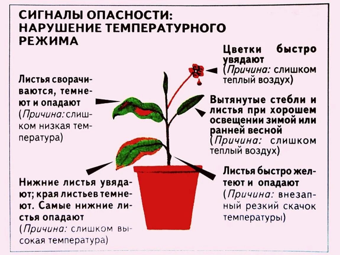 В условиях комнатных температур. Температурный режим растений. Температурный режим для комнатных растений. Оптимальная температура для комнатных растений. Комнатные цветы температурный режим.