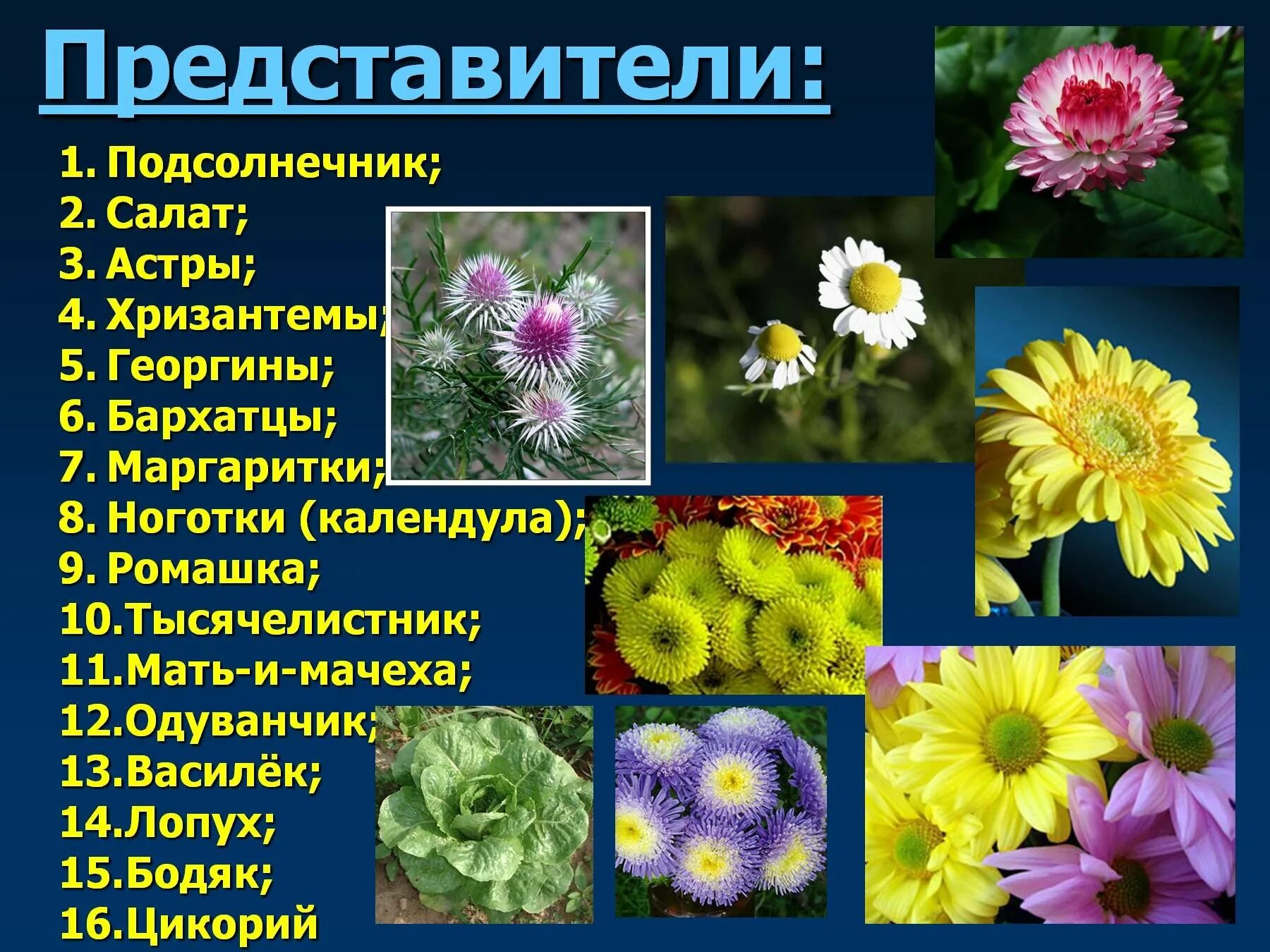 Многообразие покрытосеменных 7 класс