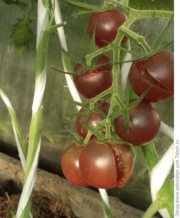 Черри черный жемчуг. Сорт черный принц томат. Томаты жемчуг. Томат санторини. Томат садовая жемчужина.