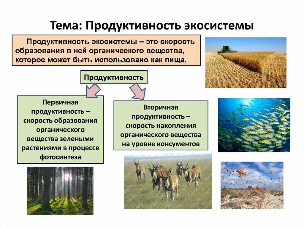 Продуктивность экосистем и ее типы.. Продуктивность экосисте ы. Продуктивность агроэкосистемы. Продуктивность экосистемы это в экологии.