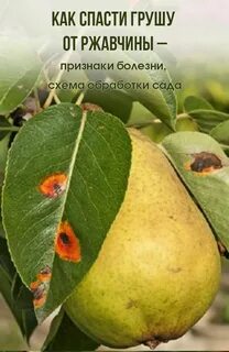 Обработка груши