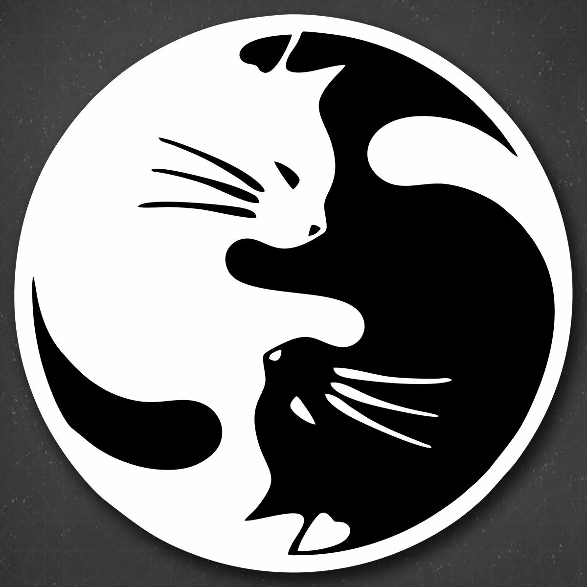 Котик инь. Котик инь