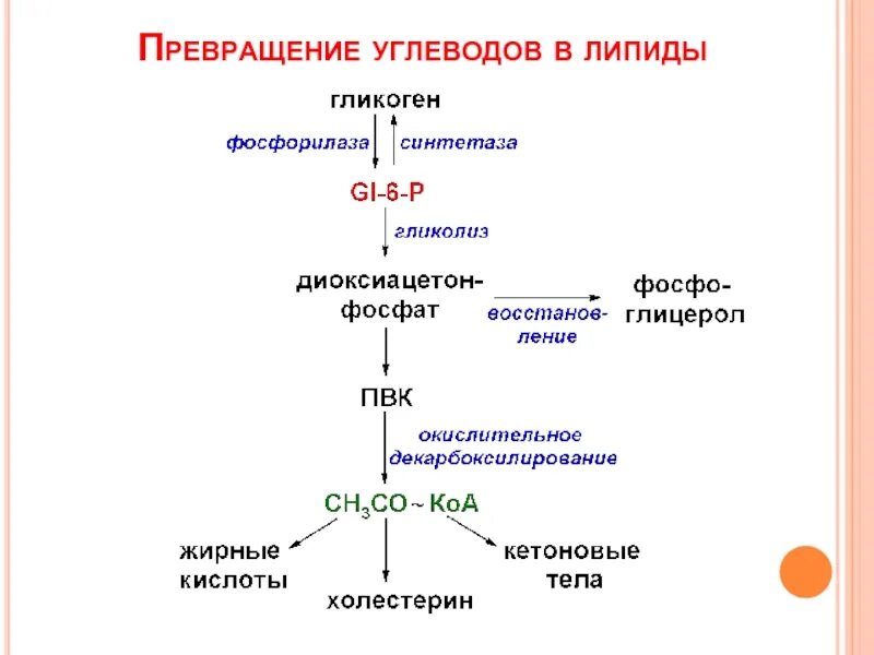 Углеводы липиды строение. Схема превращения углеводов в жиры. Основные пути использования липидов в организме. Превращение липидов. Пути превращения углеводов в организме.