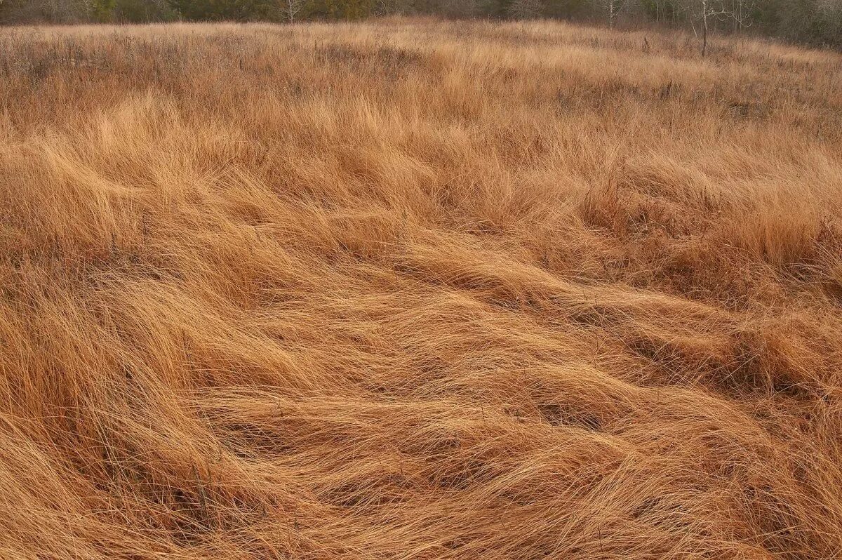 Сухая картинка. Сухая трава. Поле сухой травы. Пожухлая трава. Цвет жухлой травы.