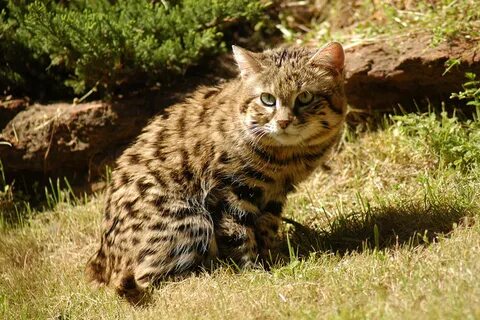 Чернолапая кошка