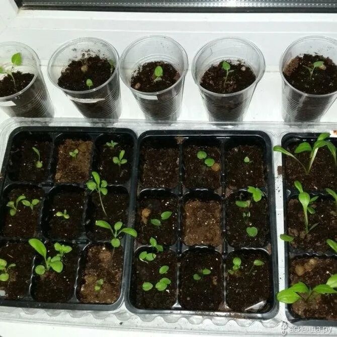 Всходы мальвы из семян. Мальва всходы рассады. Когда сажать мальву на рассаду. Мальва луковичная. Мальва всходы рассады.