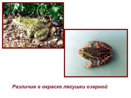 Распределите приспособления лягушки