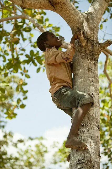 Дерево для детей. Kids Climbing Tree. The boy is behind the Tree картинки. Man on Tree. Can you climb a tree