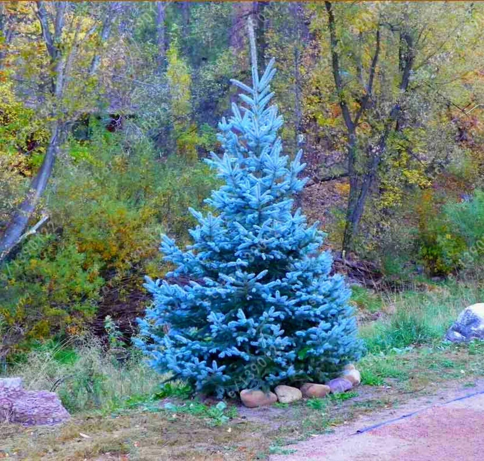 Picea pungens 'glauca globosa'