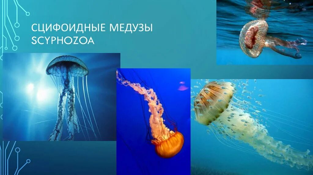 Тип сцифоидные медузы. Представители сцифоидных кишечнополостных. кишечнополостные сцифоидные медузы. сцифоидные медузы представители. класс сцифоидные медузы представители.