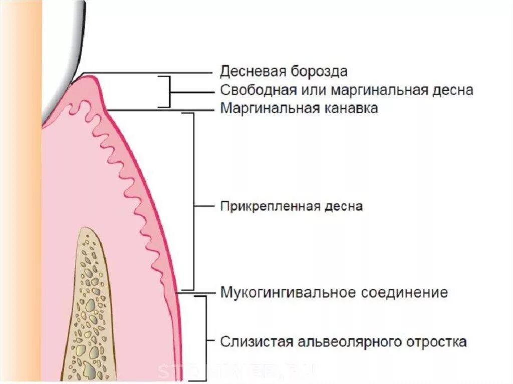 Строение пародонта десны альвеолярного отростка. Схема строения десневой борозды. Строение пародонта гистология. Надкостница альвеолярного отростка. Альвеолярная десна