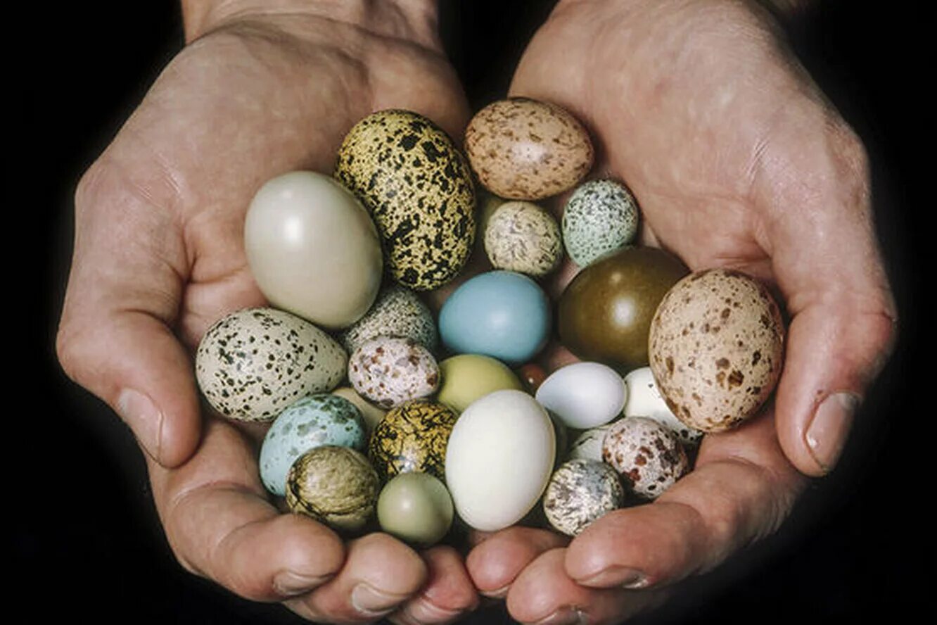 Яйца птиц. Яйца разные. Маленькие яйца. Необычные птичьи яйца. Значение яйца птицы