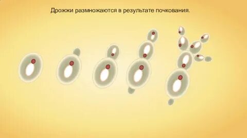 Дрожжи размножаются