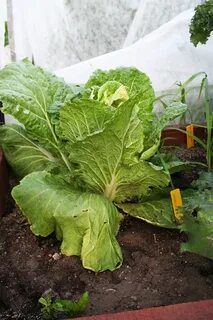 Почему зацвела пекинская капуста высаженная рассадой