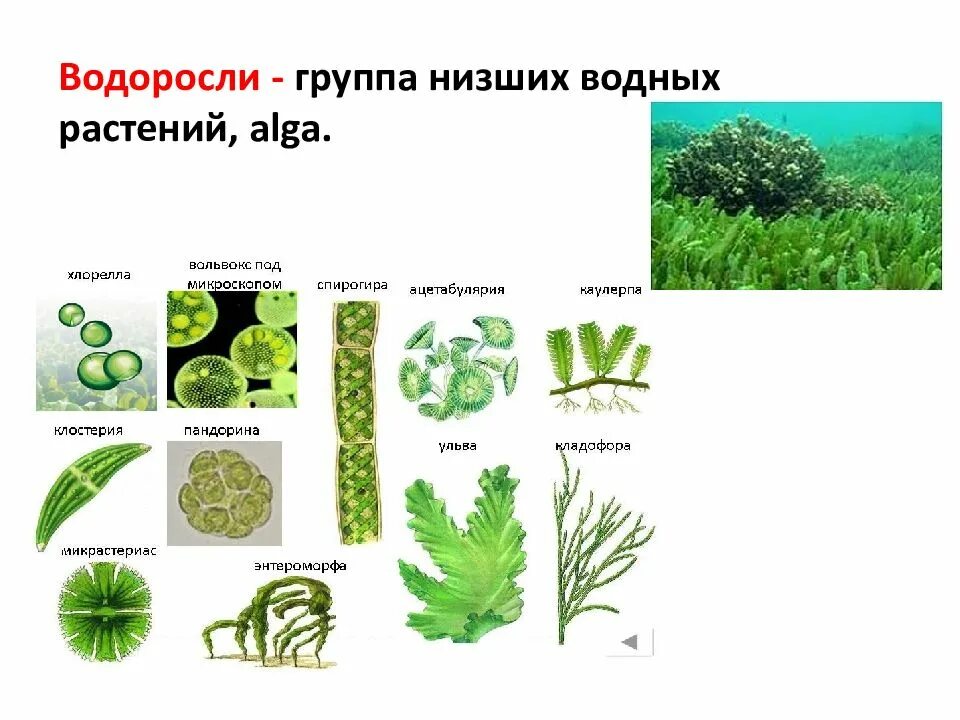 Группы водорослей. Группа растений водоросли. Название группы водорослей. Представители группы растений водоросли. Водоросли например