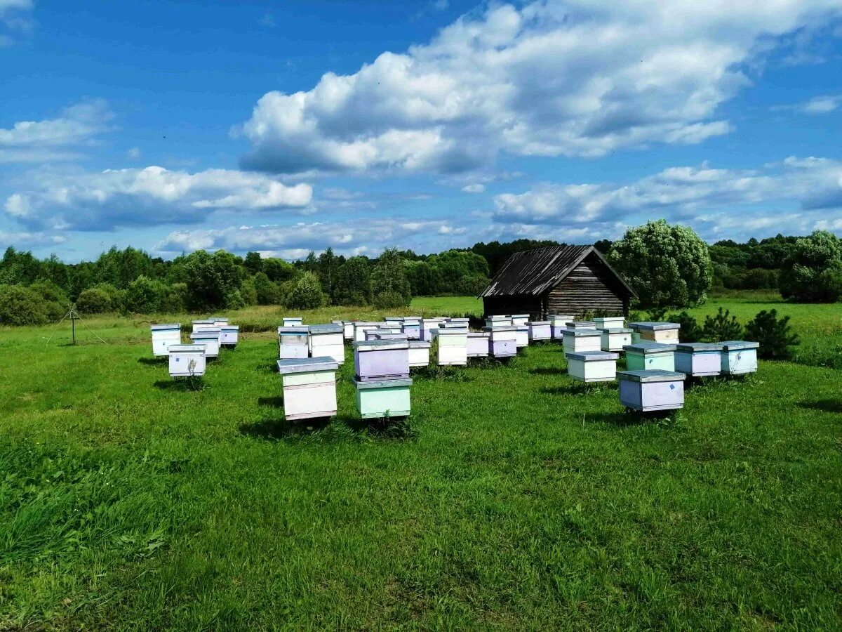 Ленинградская пасека. Улей на пасеке. Пасика или пасека. Ленинградская пасека. Ленинградская пасека.