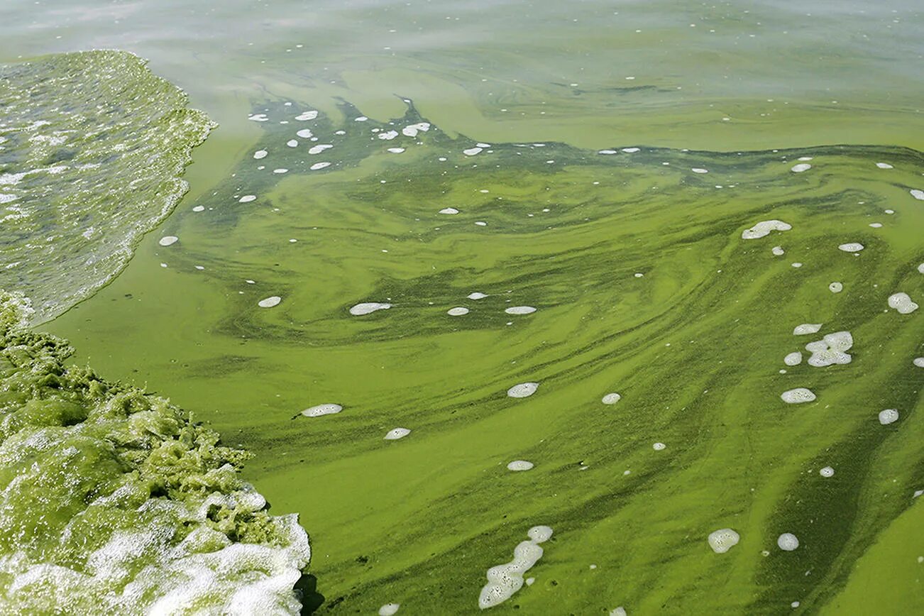 Зостера в черном море. Цимлянское водохранилище цветет. Цветение воды цианобактерии. Цветущая волга тольятти. Эвтрофикация балтийского моря.