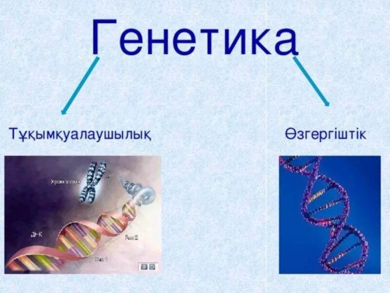 Генетика. Генетика дегеніміз. Мендель заңдары. Уильям бэтсон генетика. Уильям бэтсон генетика.