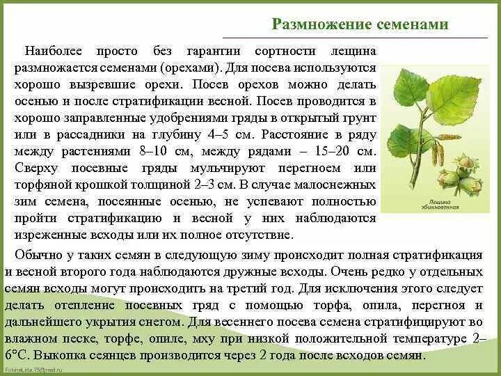 Свойства листьев лещины. Размножение орешника. размножение лещины. размножение лещины семенами. семенное размножение фундука.