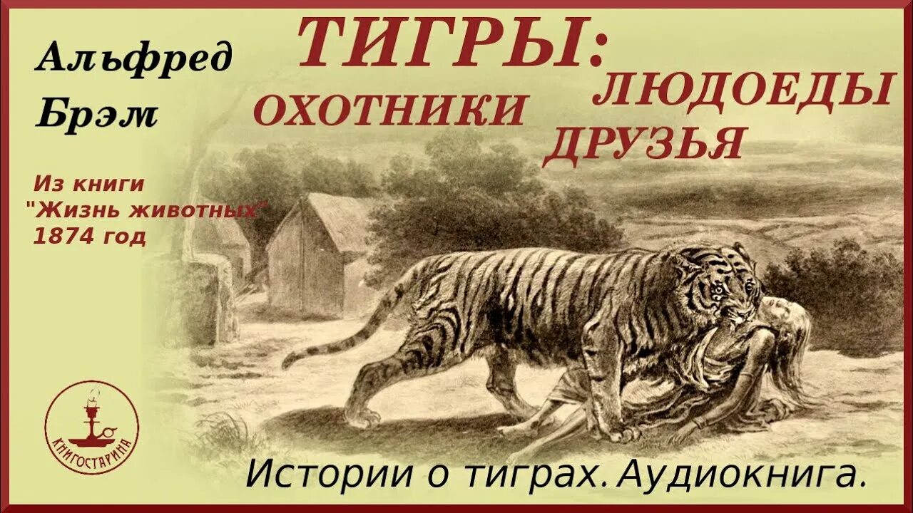 Тигр текст. Survivor – eye of the tiger. Тигр против. Песня про тигра. Полная песня история тигры.