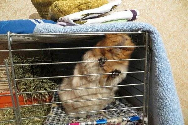 Почему свинка грызет клетку. Морская свинка грызет клетку. Сирийский хомячок. Почему свинка грызет клетку. Грызть для морских свинок.