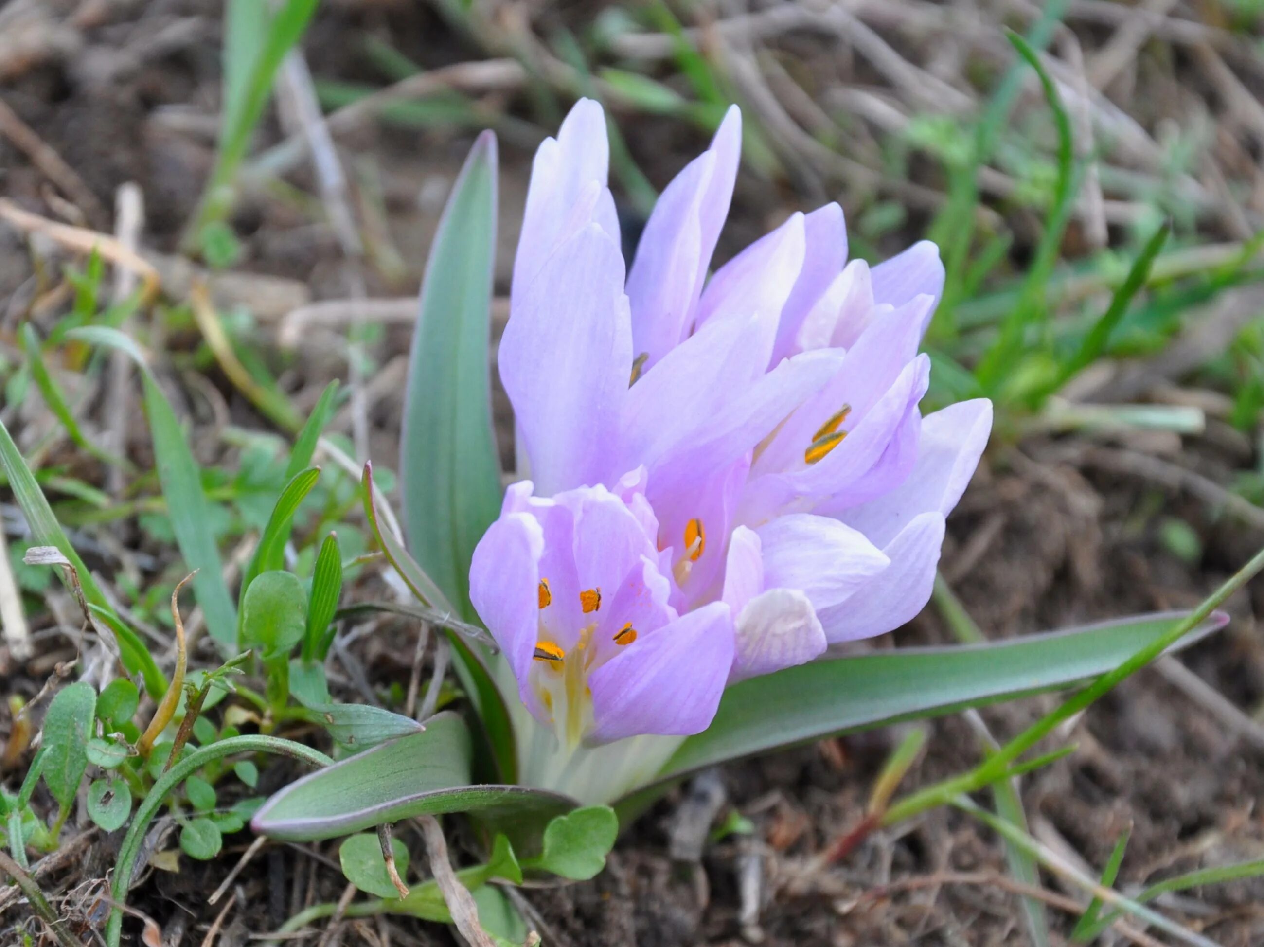 Крокус новая мобилизация. Крокус Отрана. Crocus sativus l.. Крокус остроконечный вид сбоку. Crocus sativus Eye Drops.